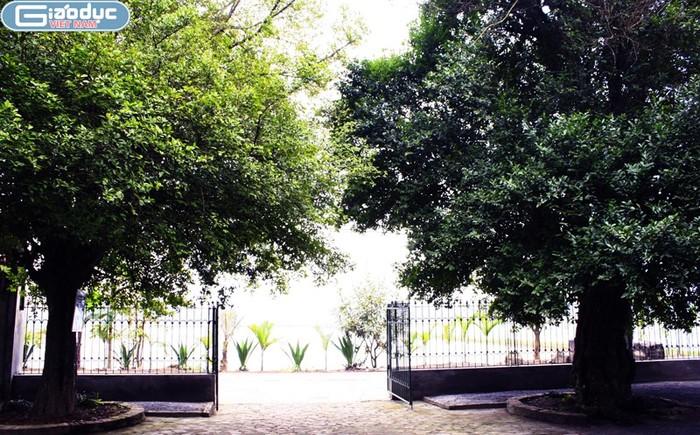 Hai cây "duối thần" xuất hiện ở ngay chính cửa của chùa Viên Đình